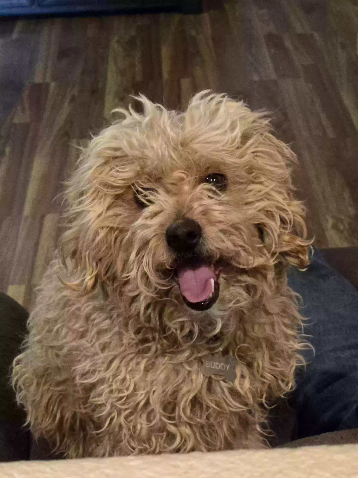 Lost dog in Albuquerque, NM, 87120