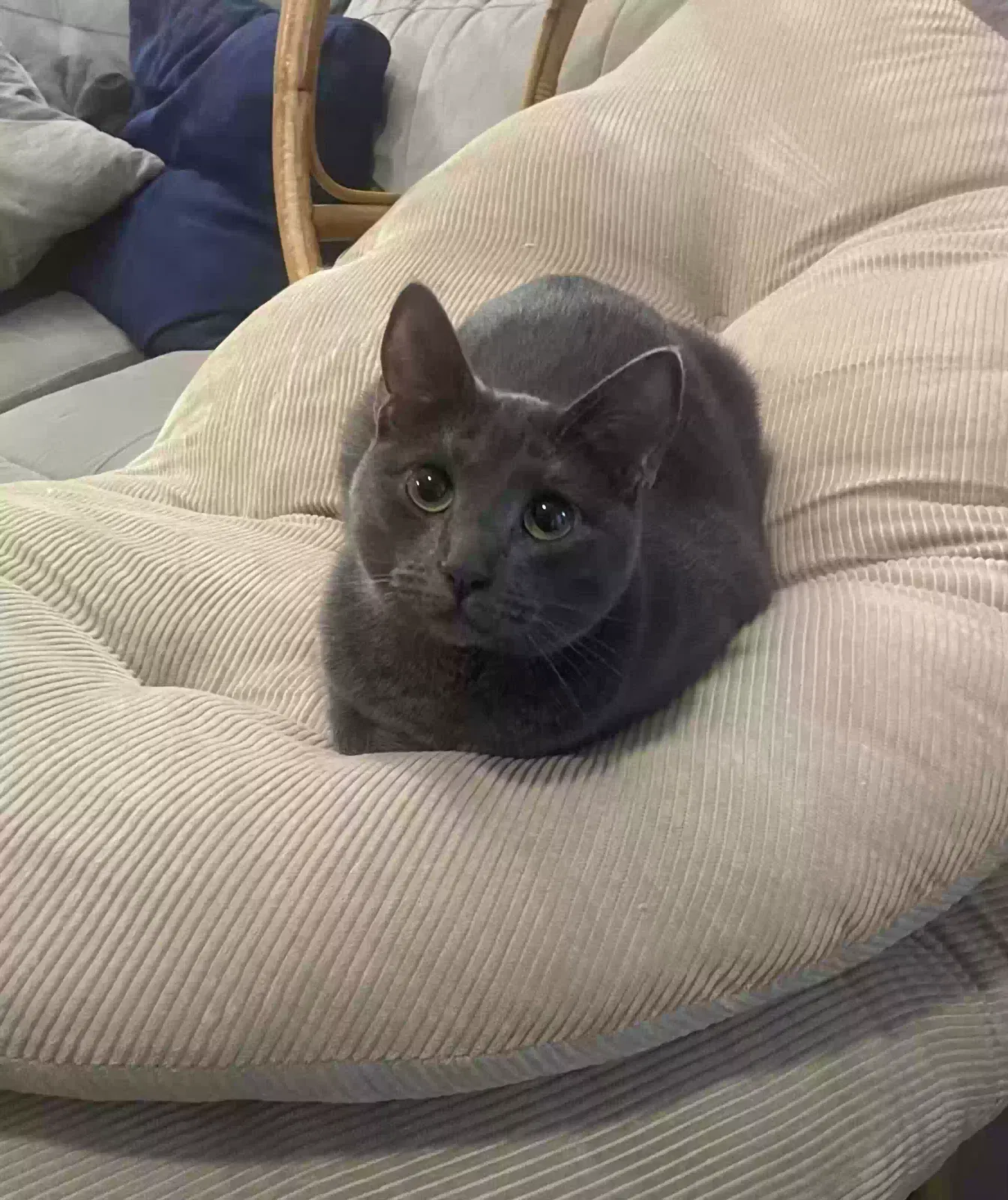 Lost cat in Atlanta, GA, 30341