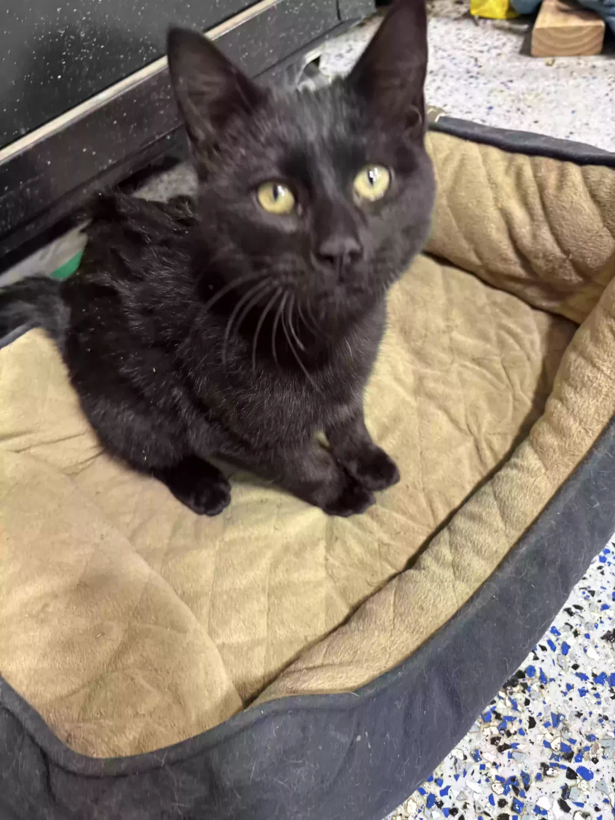 Lost cat in Piedmont, OK, 73078