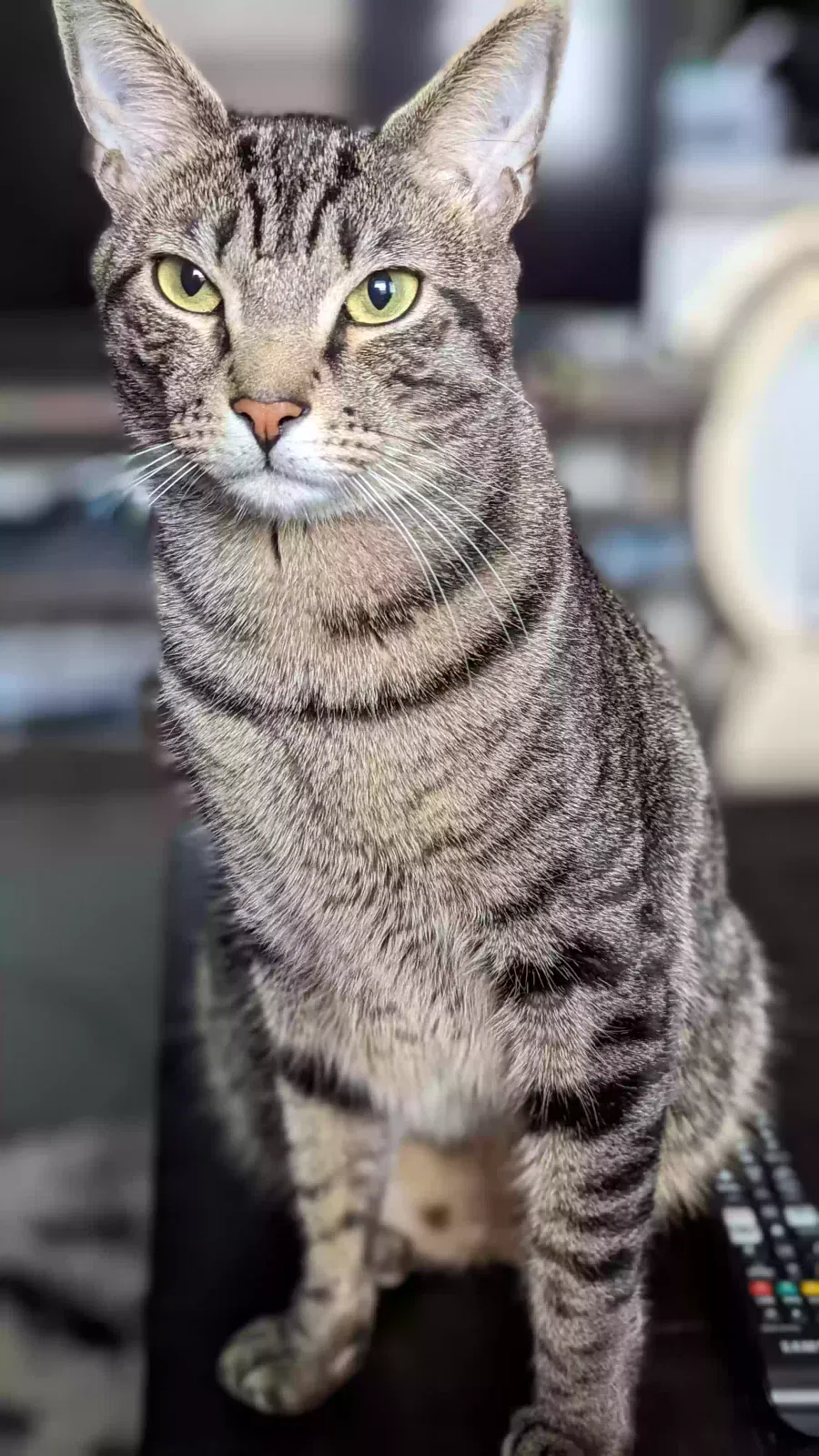 Lost cat in Wildwood, GA, 30757