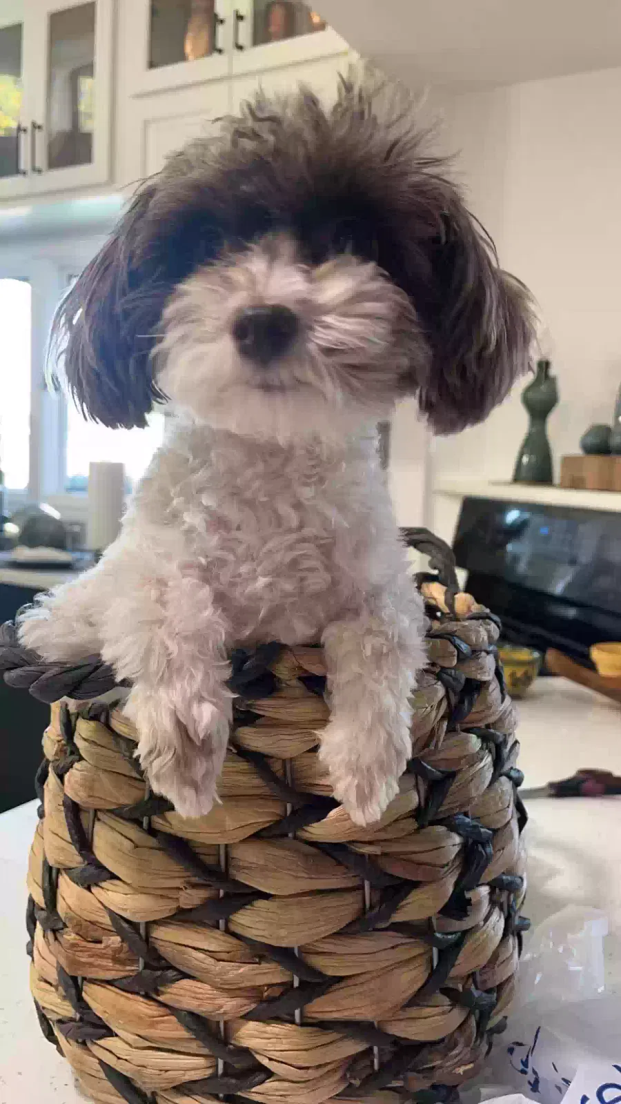 Lost dog in Arlington, TX, 76012