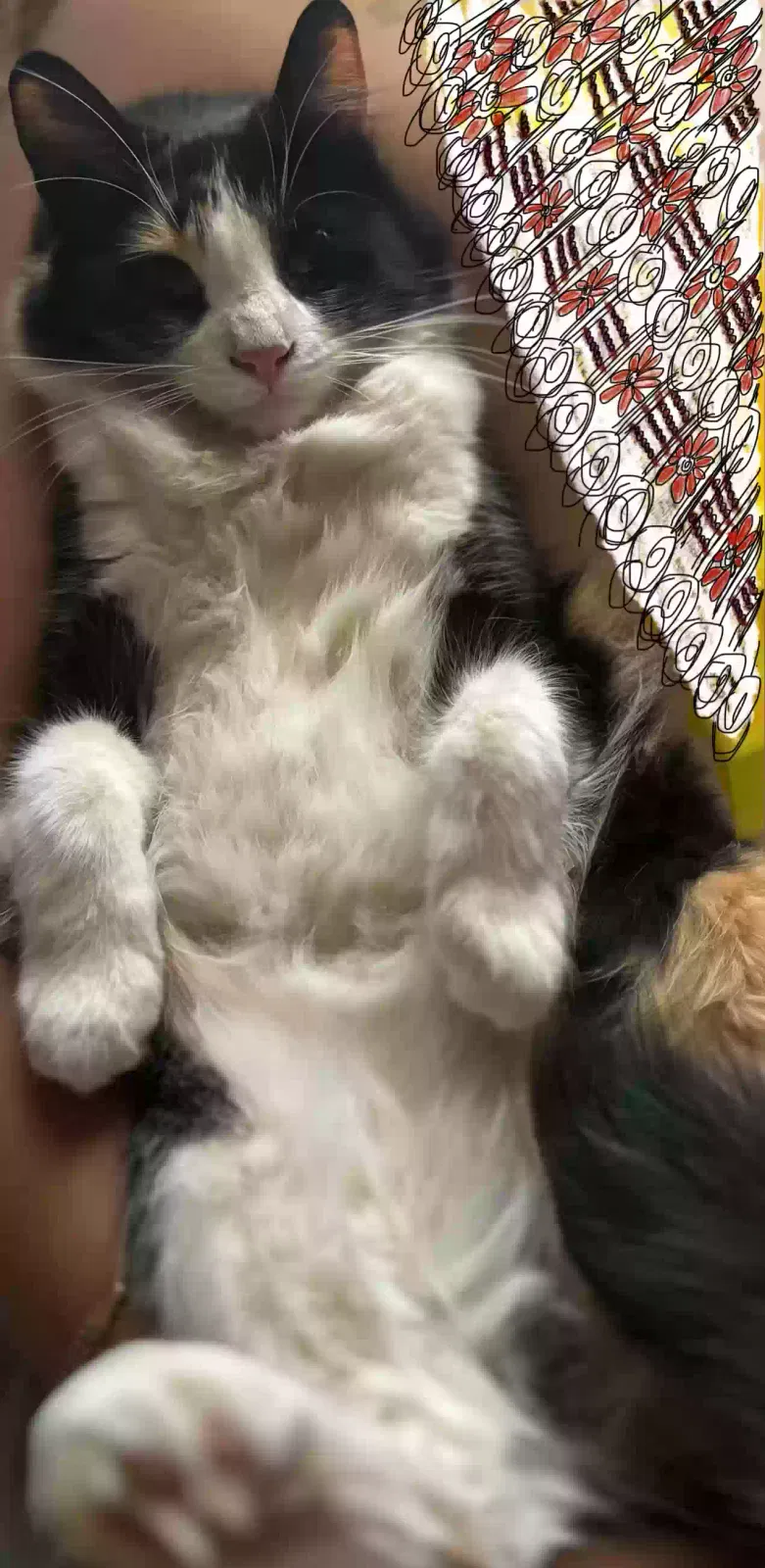 Lost cat in Yucaipa, CA, 92399