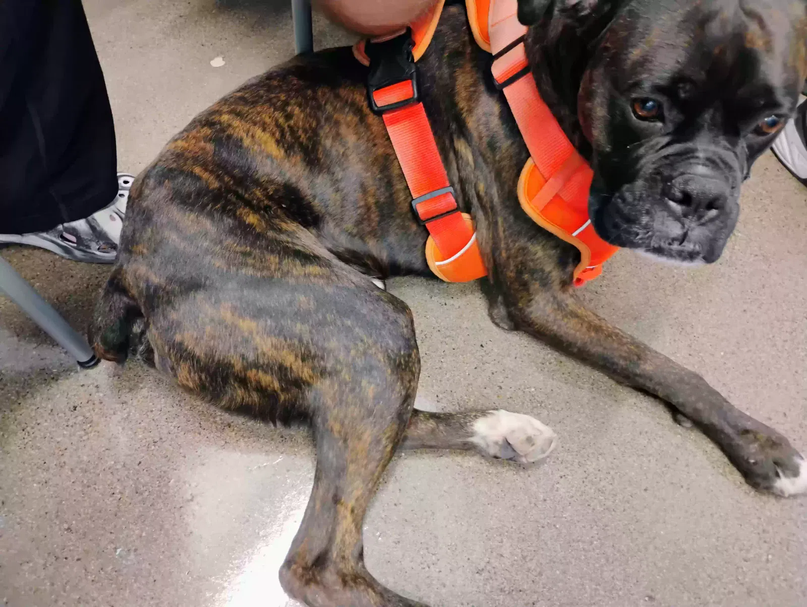 Lost dog in Phoenix, AZ, 85017