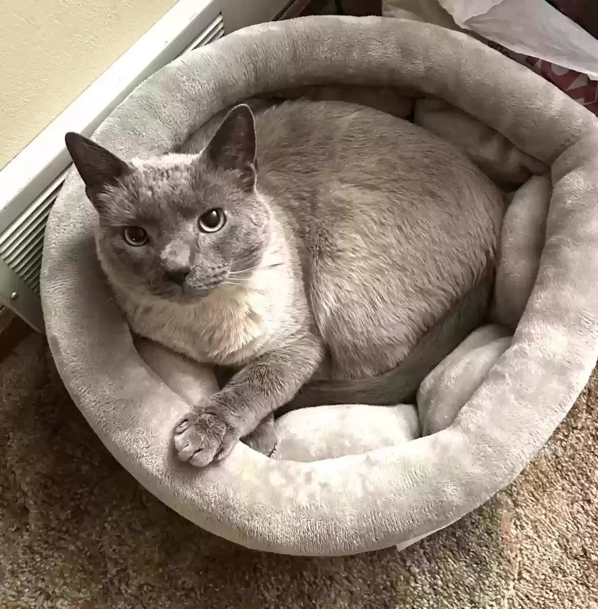 Lost cat in Champlin, MN, 55316