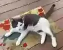 Lost cat in Kansas City, MO, 64133