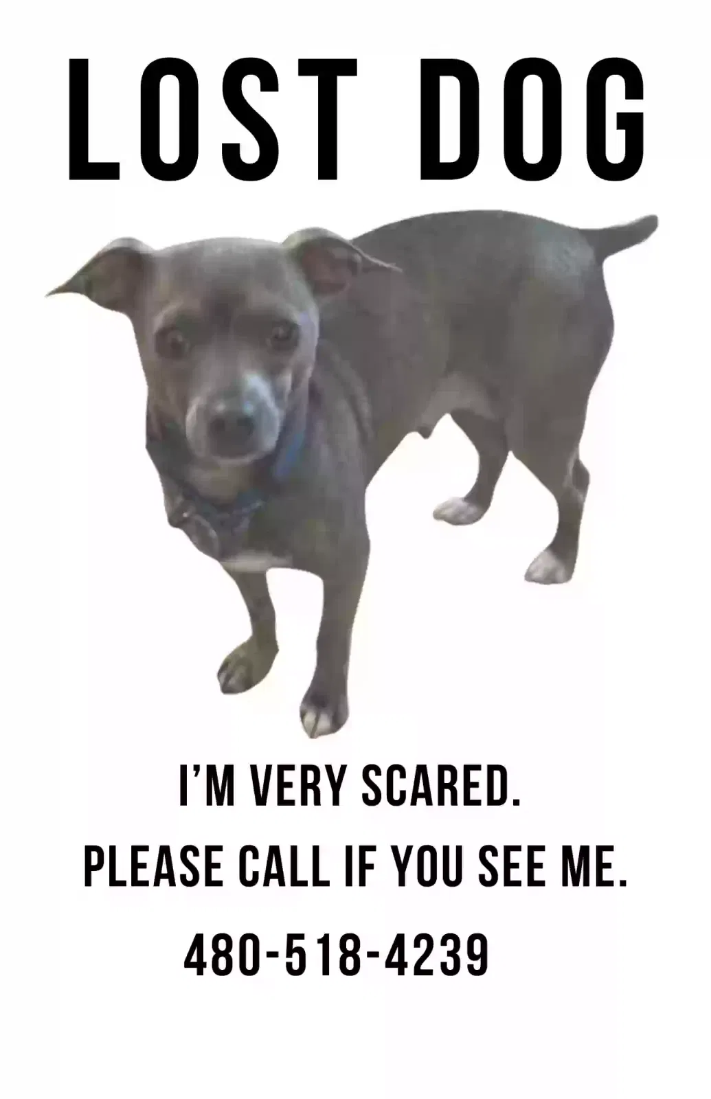 Lost dog in Winston Salem, NC, 27103
