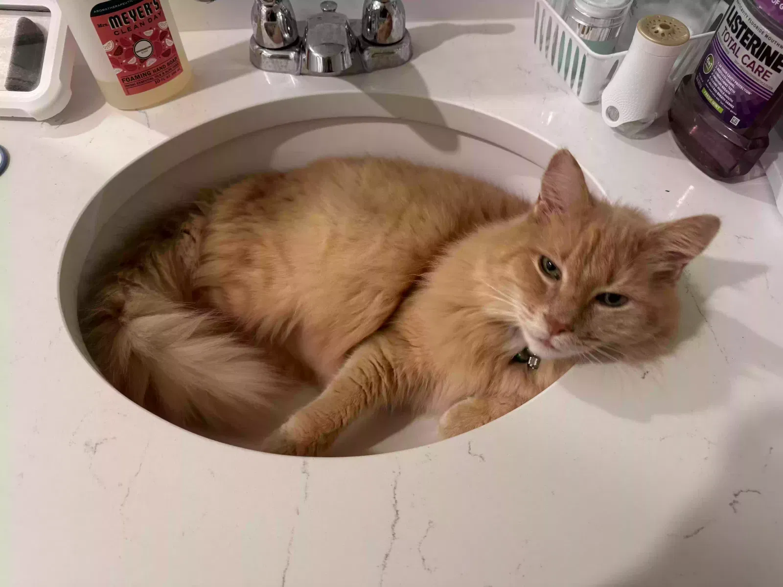 Lost cat in Palm Bay, FL, 32908
