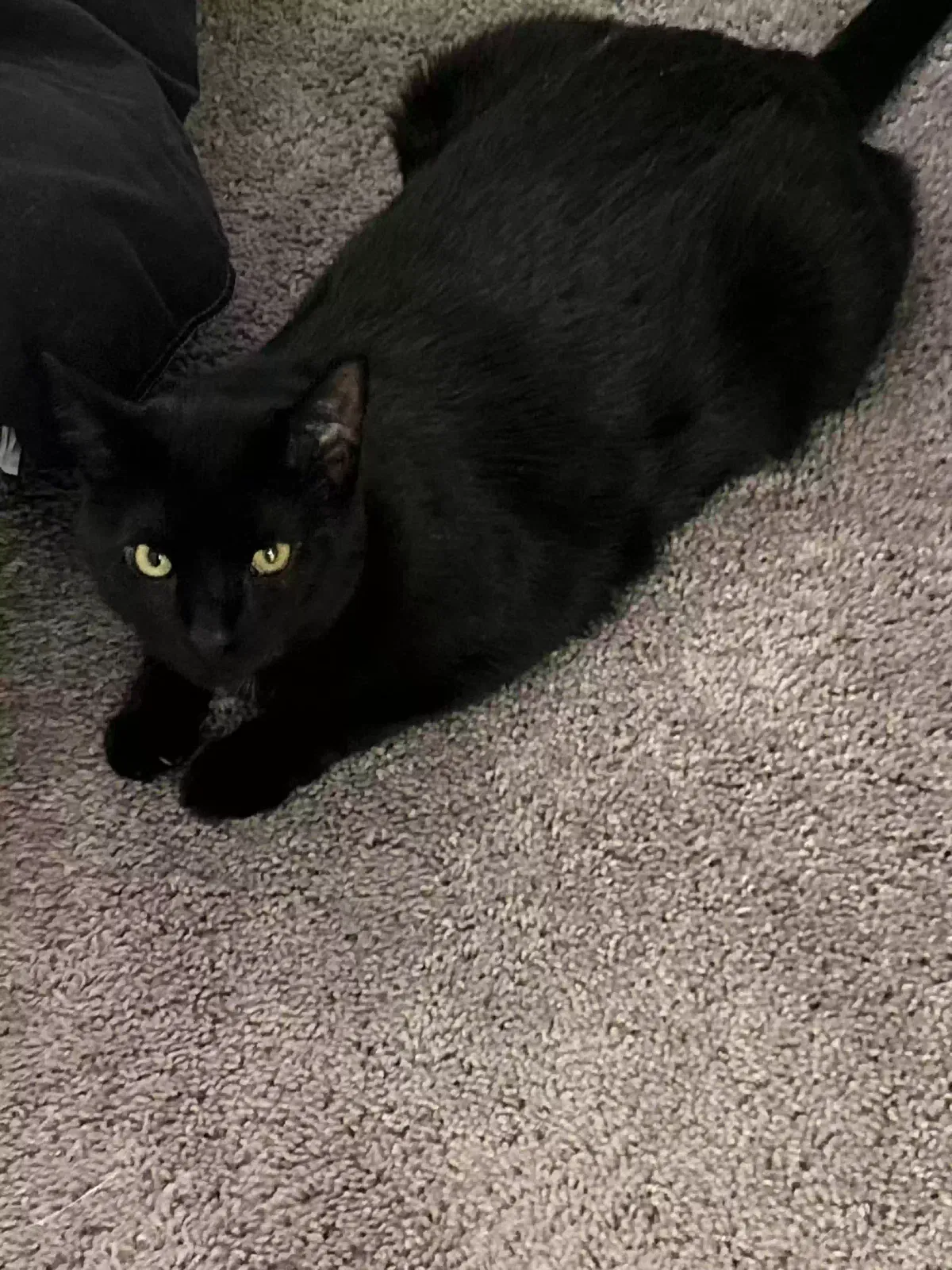 Lost cat in Carmel, IN, 46033
