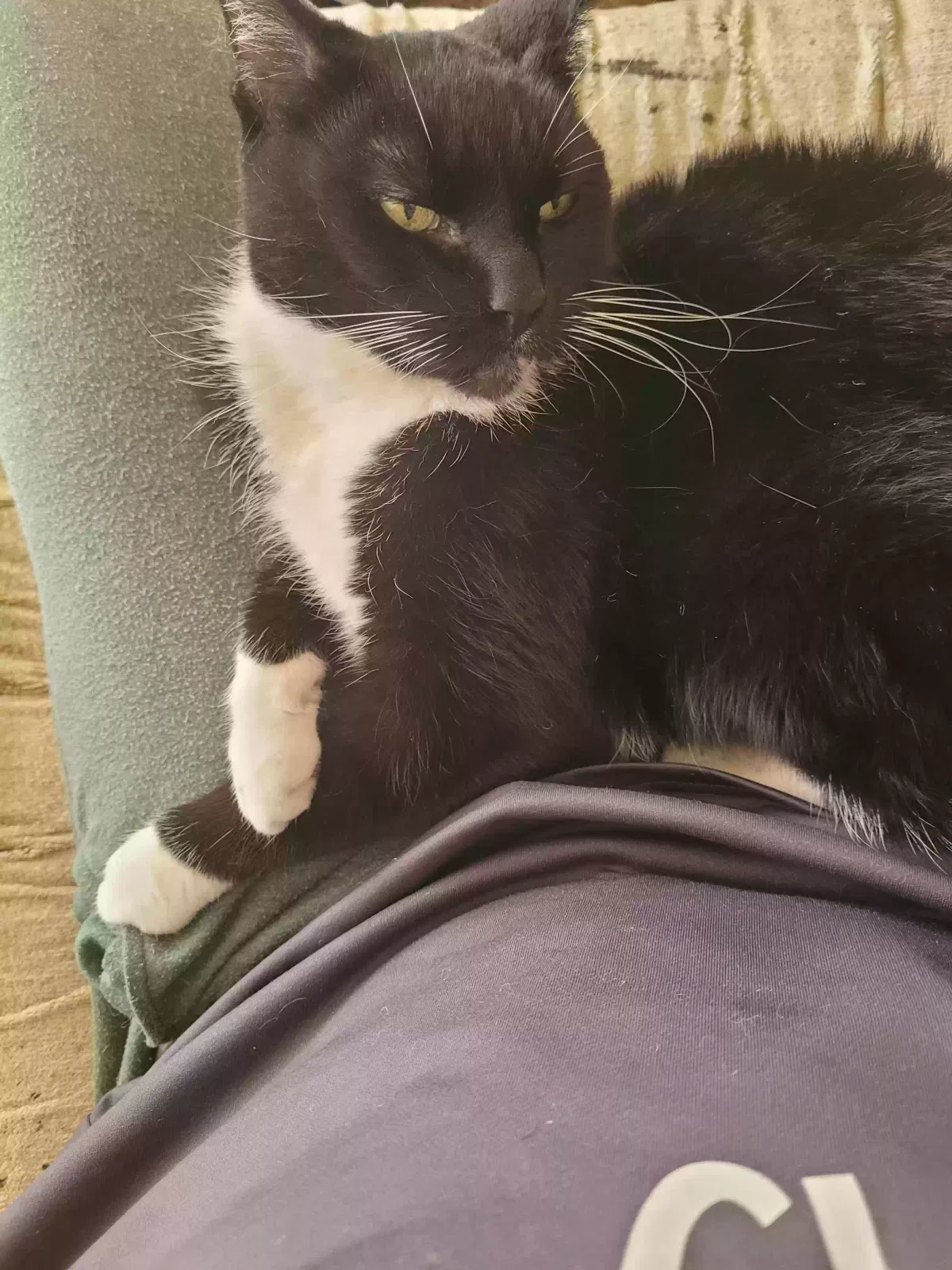 Lost cat in Cicero, IL, 60804
