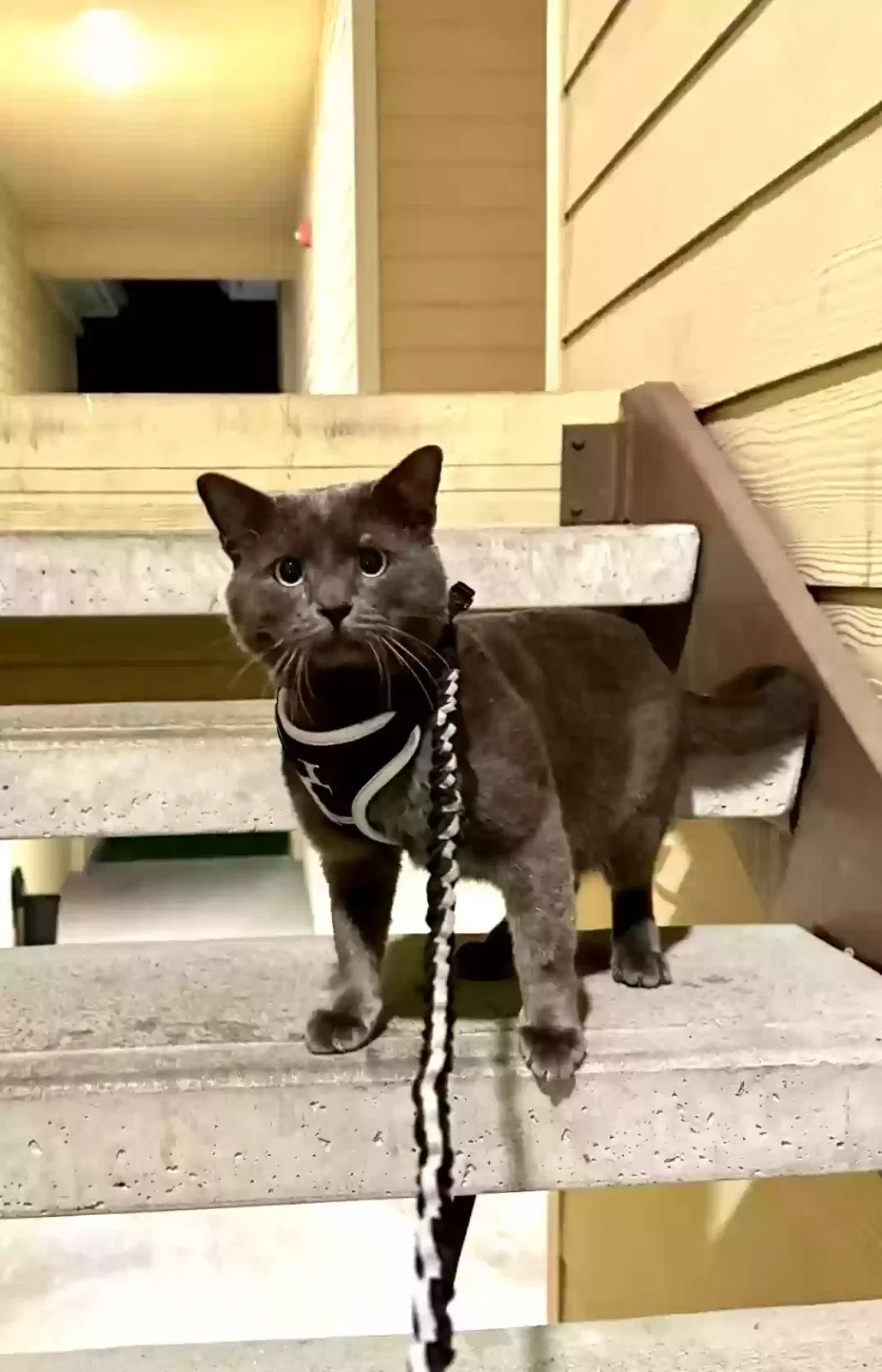 Lost cat in Grand Prairie, TX, 75054