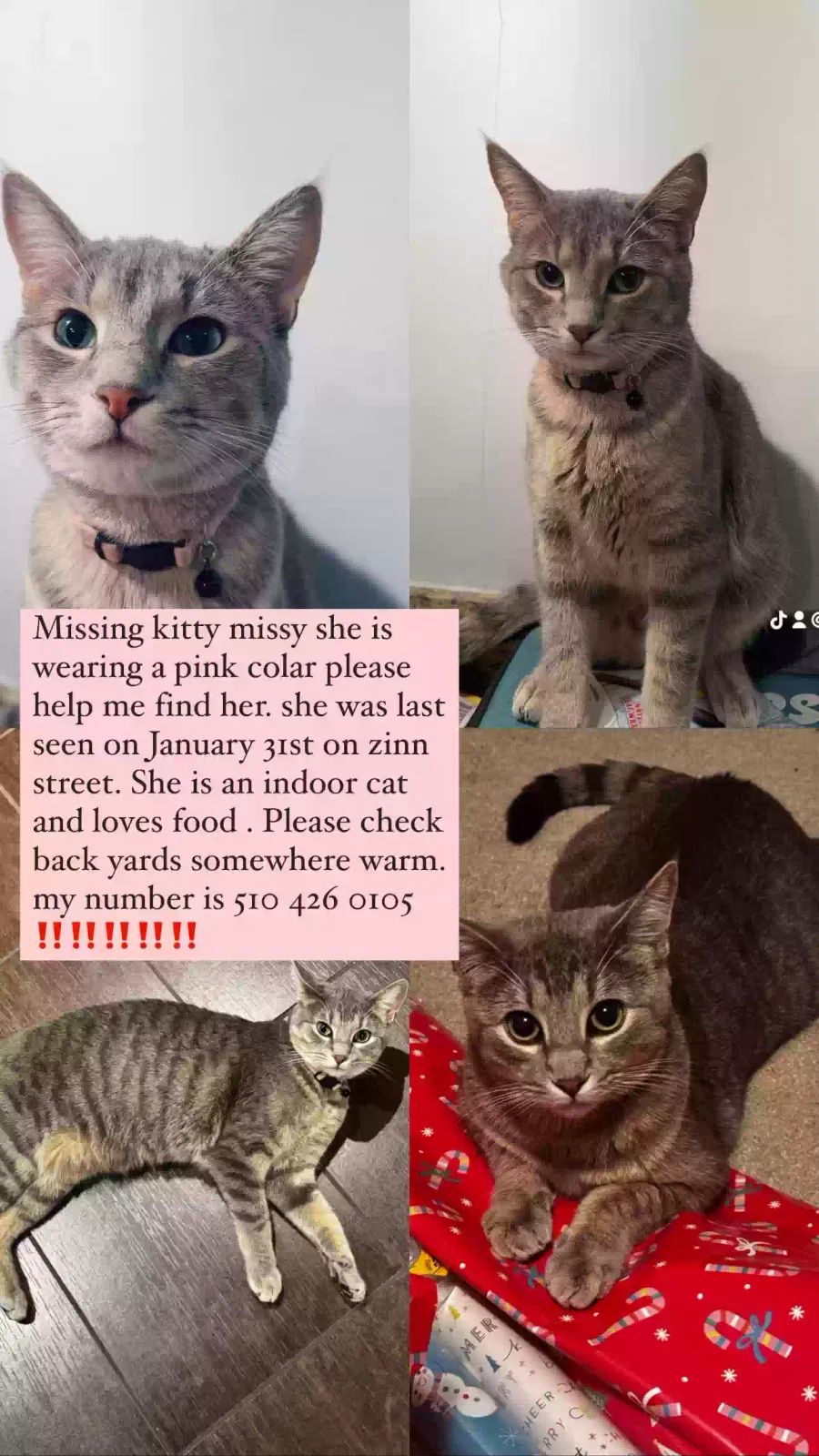 Lost cat in Richmond, CA, 94805