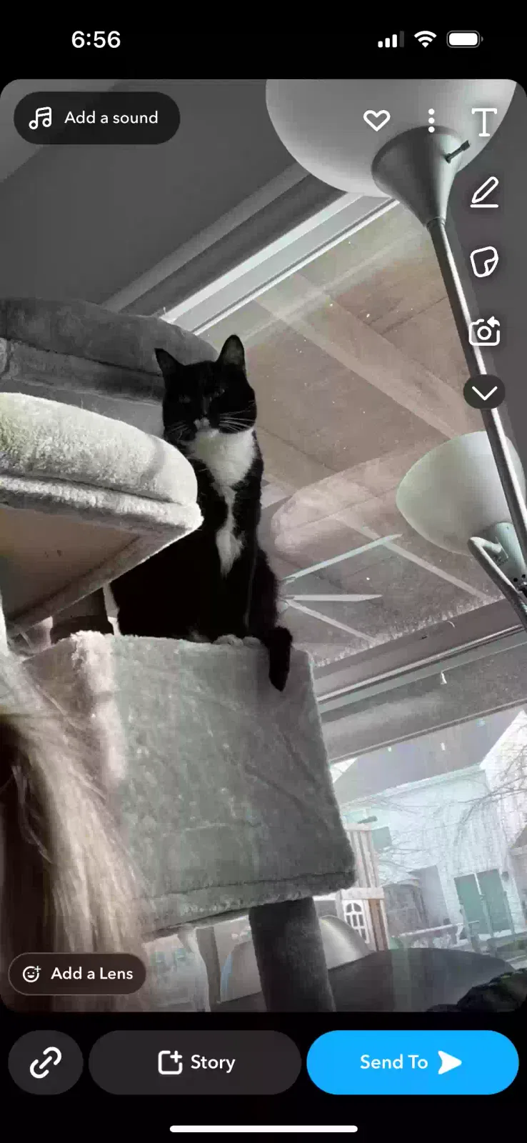 Lost cat in Maineville, OH, 45039