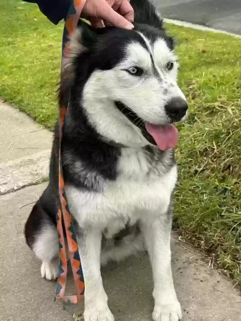 Found dog in Torrance, CA, 90503