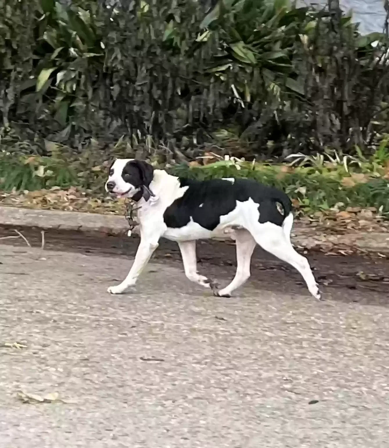 Lost dog in Lafayette, LA, 70506