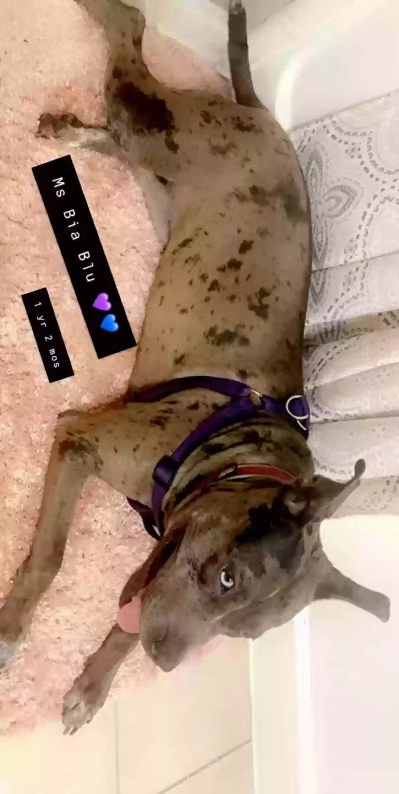 Lost dog in Houston, TX, 77021
