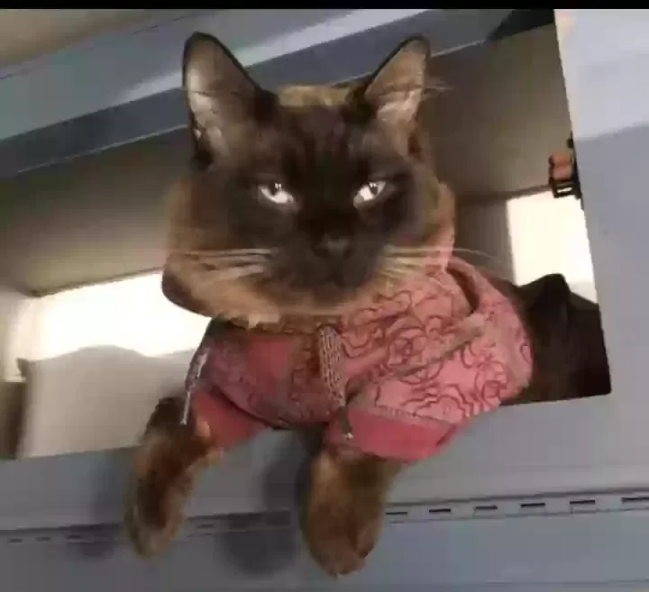 Lost cat in Lacey, WA, 98503