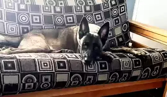 Lost dog in West Palm Beach, FL, 33409