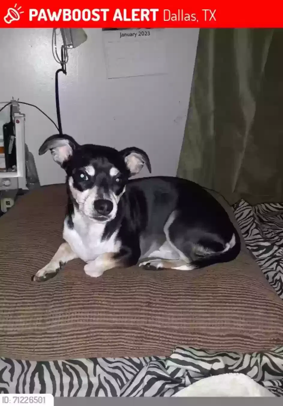 Lost dog in Dallas, TX, 75226