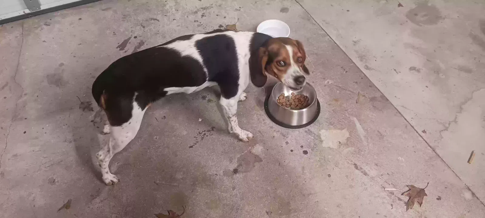Found dog in Huntersville, NC, 28078