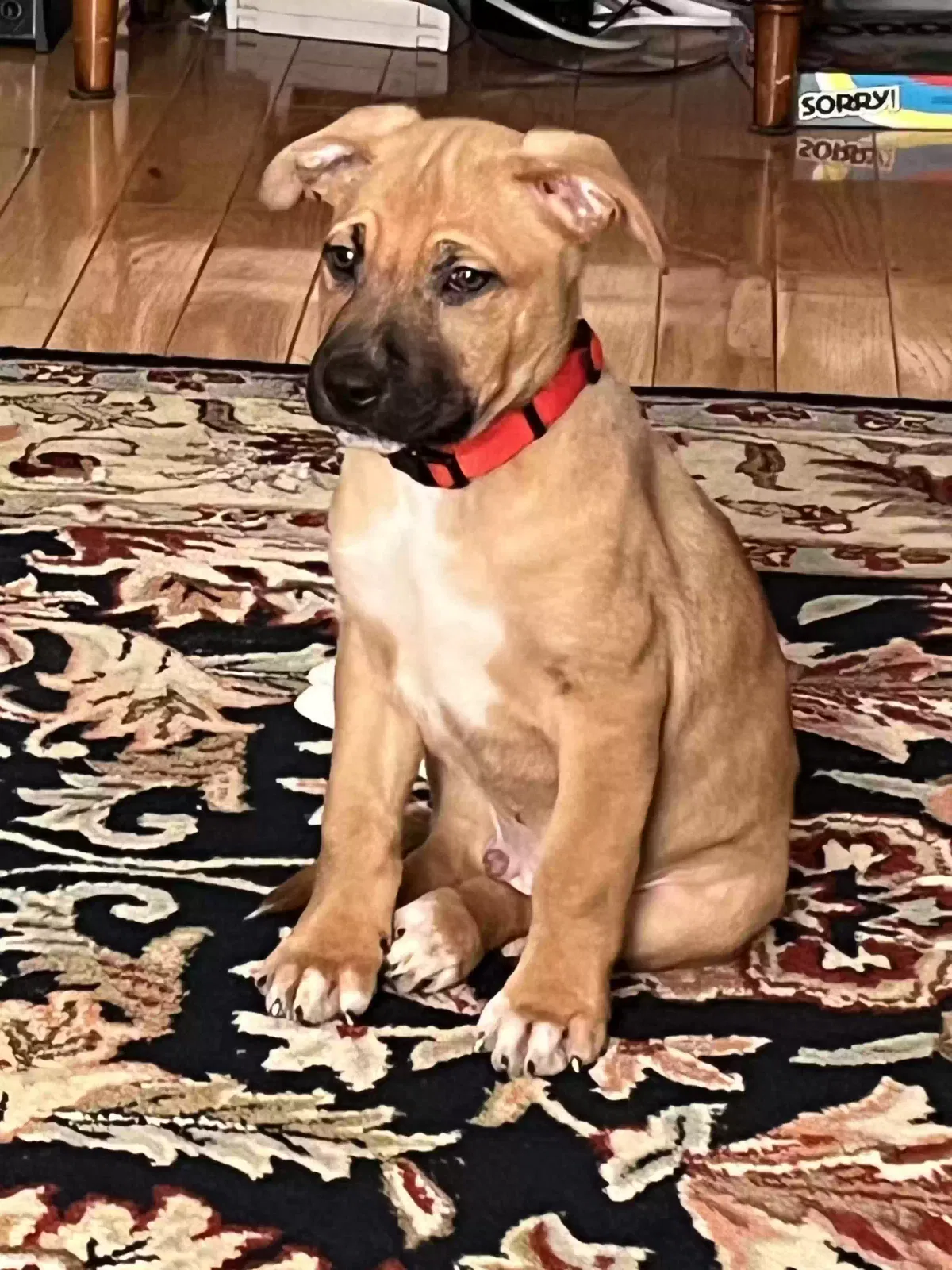 Found dog in Bluff City, TN, 37618