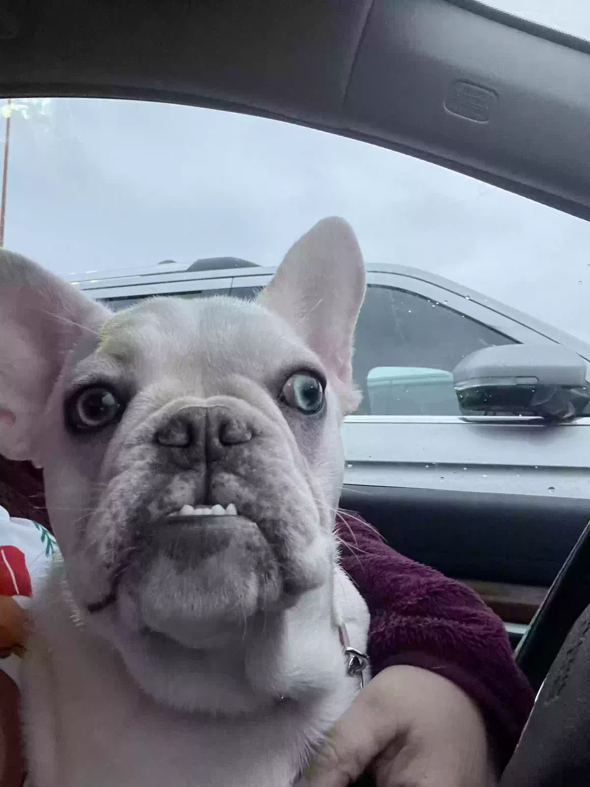 Lost dog in Buffalo, NY, 14212