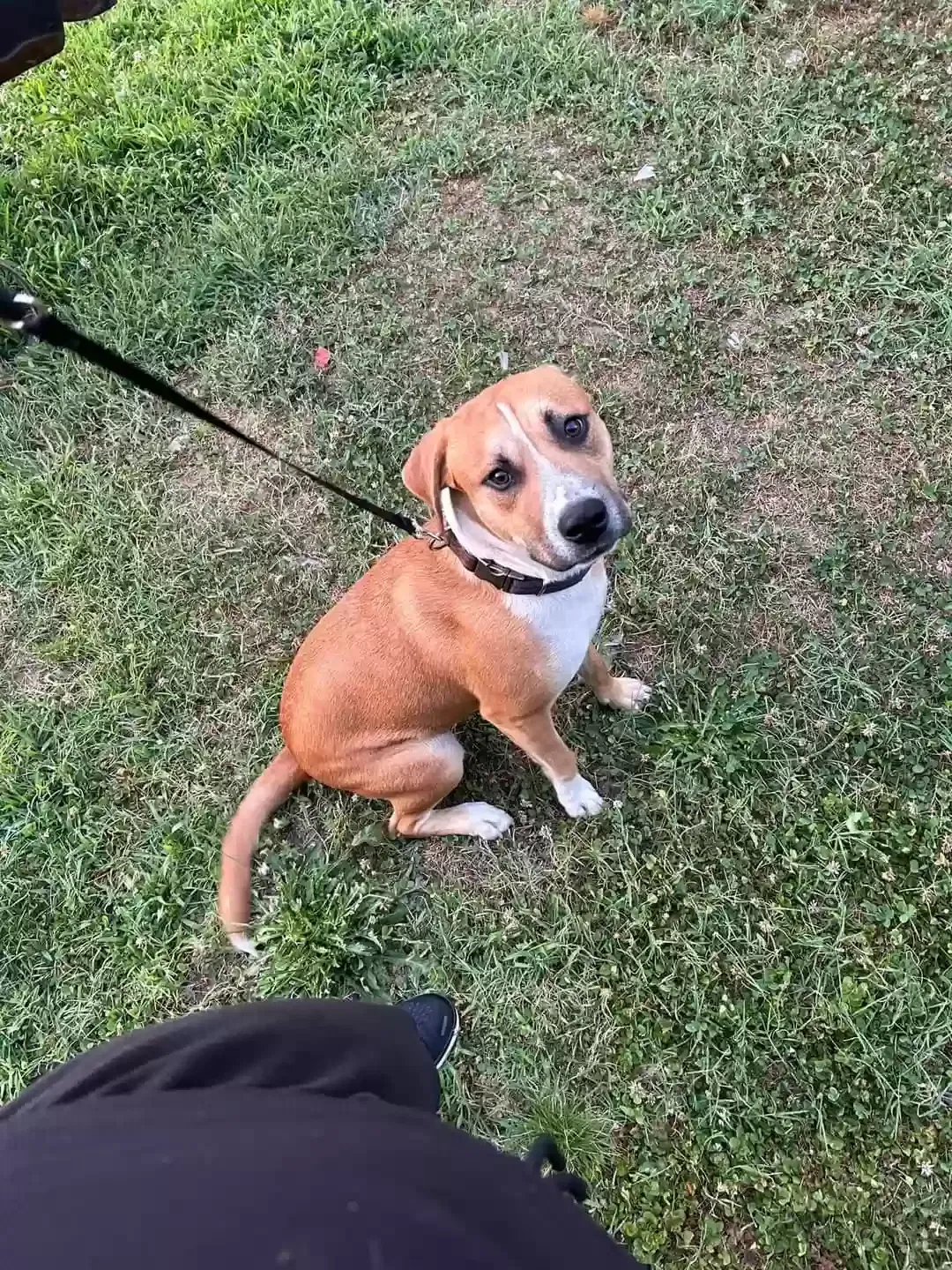 Lost dog in Pickens, SC, 29671