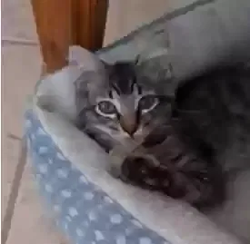 Lost cat in Sugar Land, TX, 77479