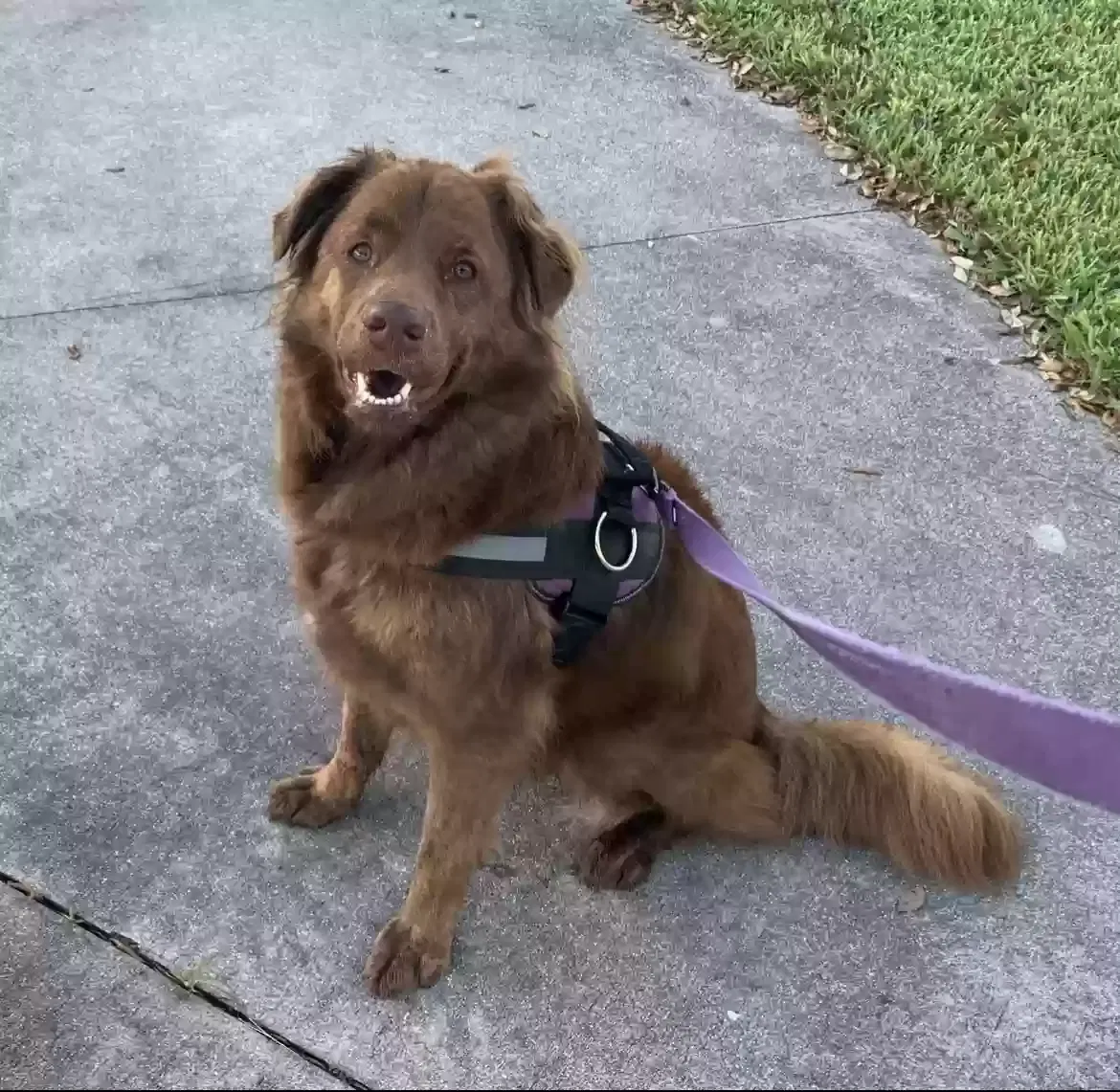Lost dog in West Palm Beach, FL, 33411