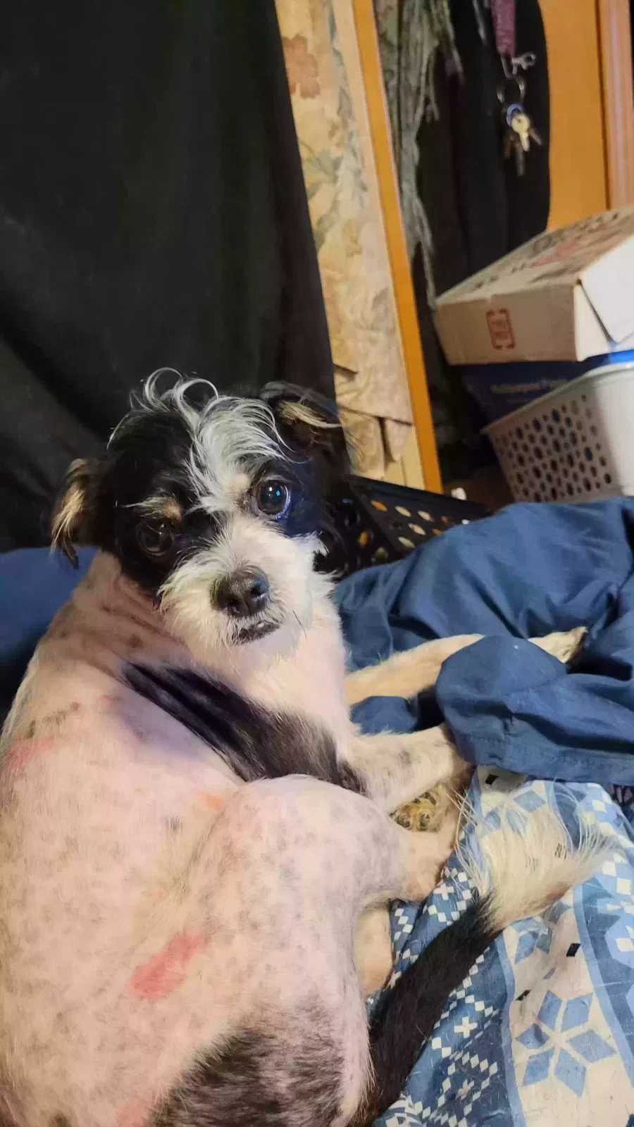 Lost dog in Grandview, TX, 76050