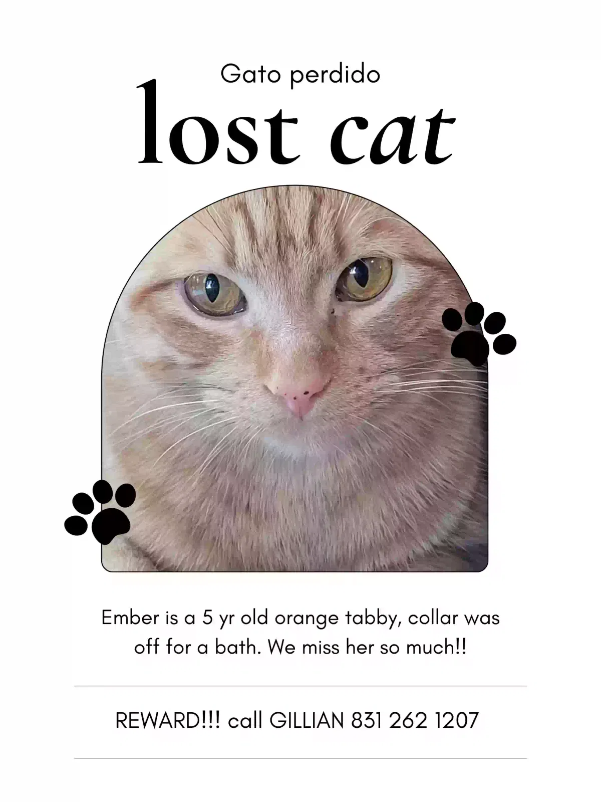 Lost cat in Salinas, CA, 93907