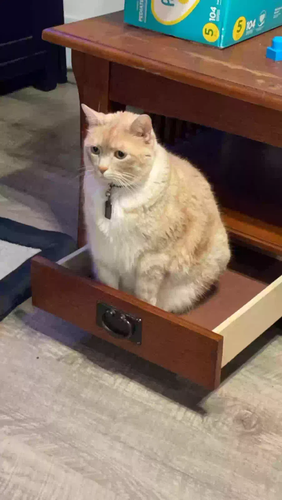 Lost cat in Conroe, TX, 77301