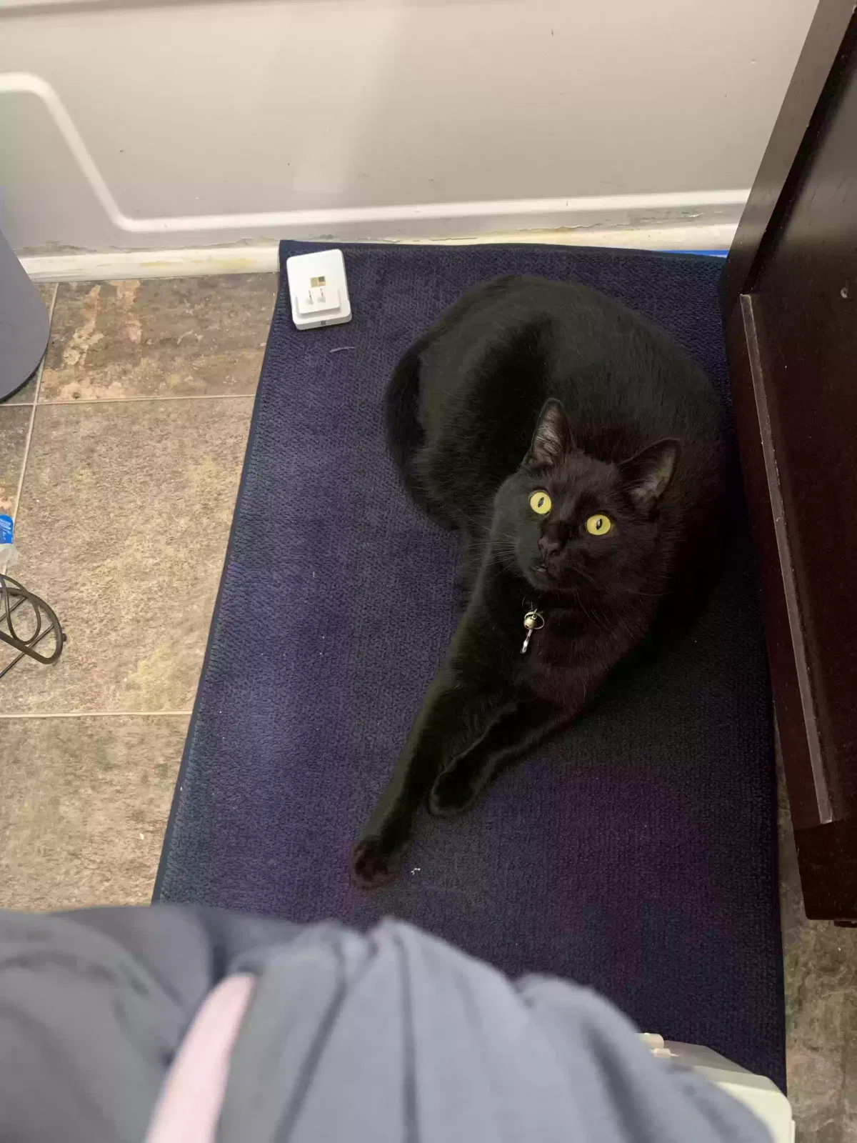 Lost cat in Lanham, MD, 20706