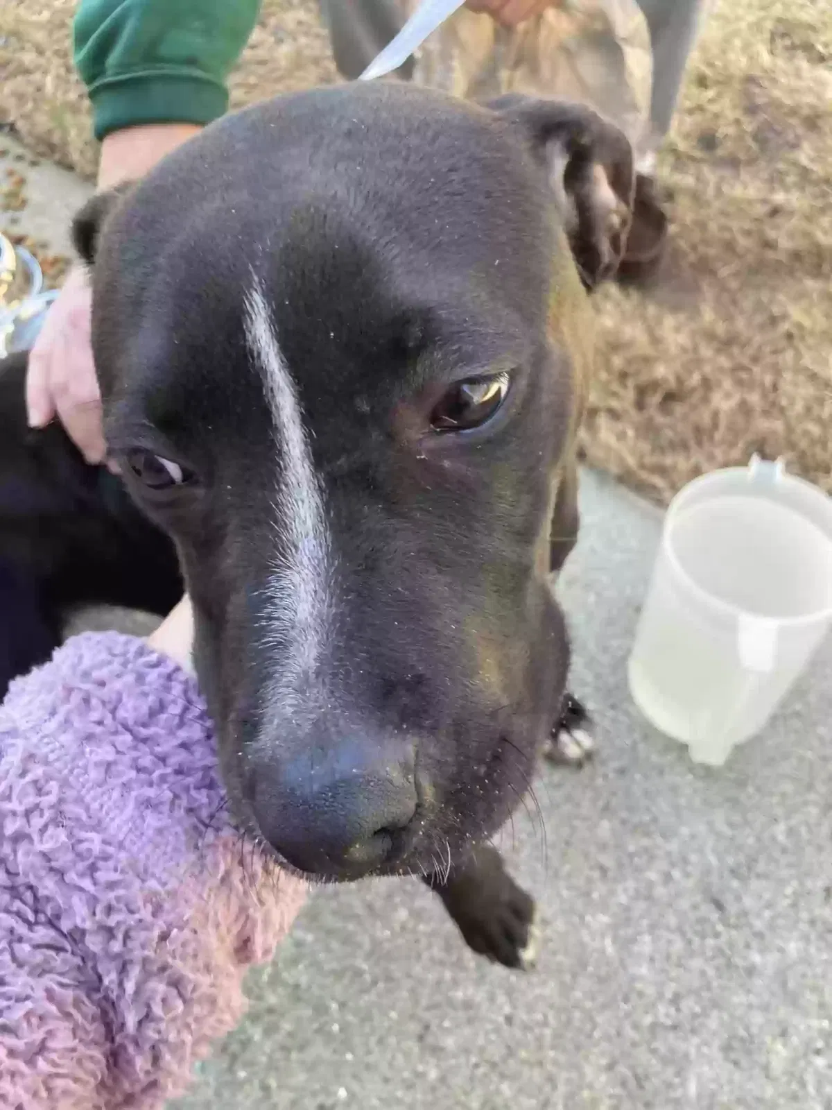 Found dog in Loganville, GA, 30052