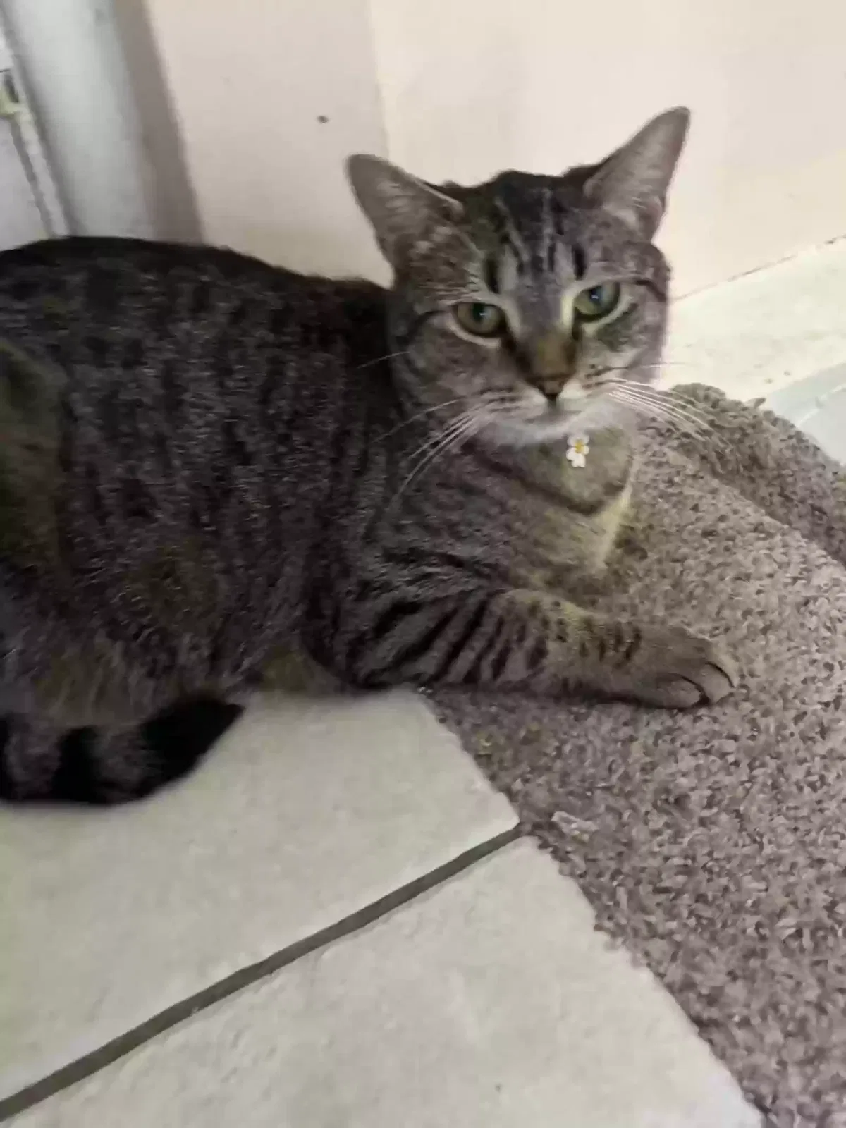 Lost cat in Centerport, NY, 11721