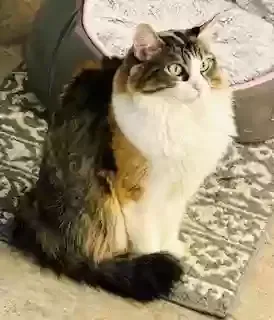 Lost cat in Houston, TX, 77025