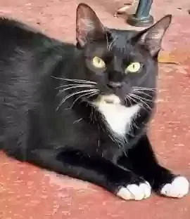 Lost cat in Houston, TX, 77025