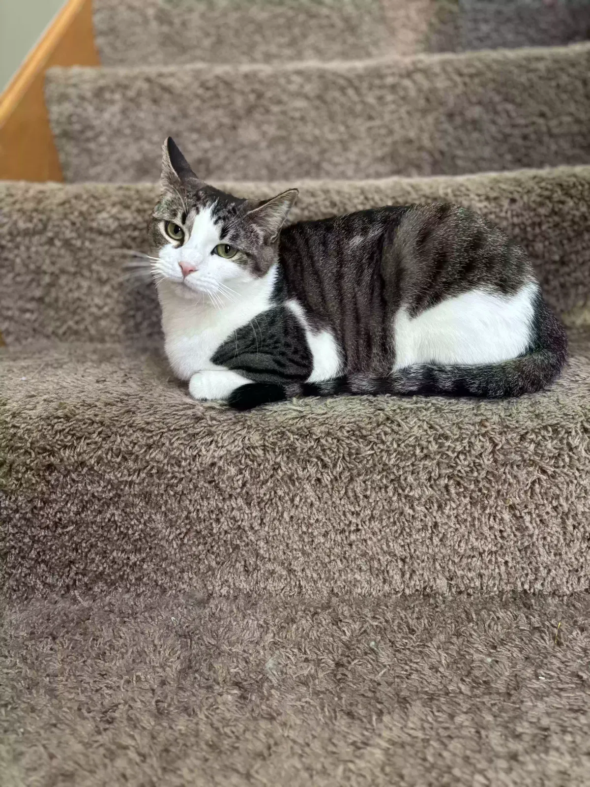 Lost cat in Princeton, MN, 55371