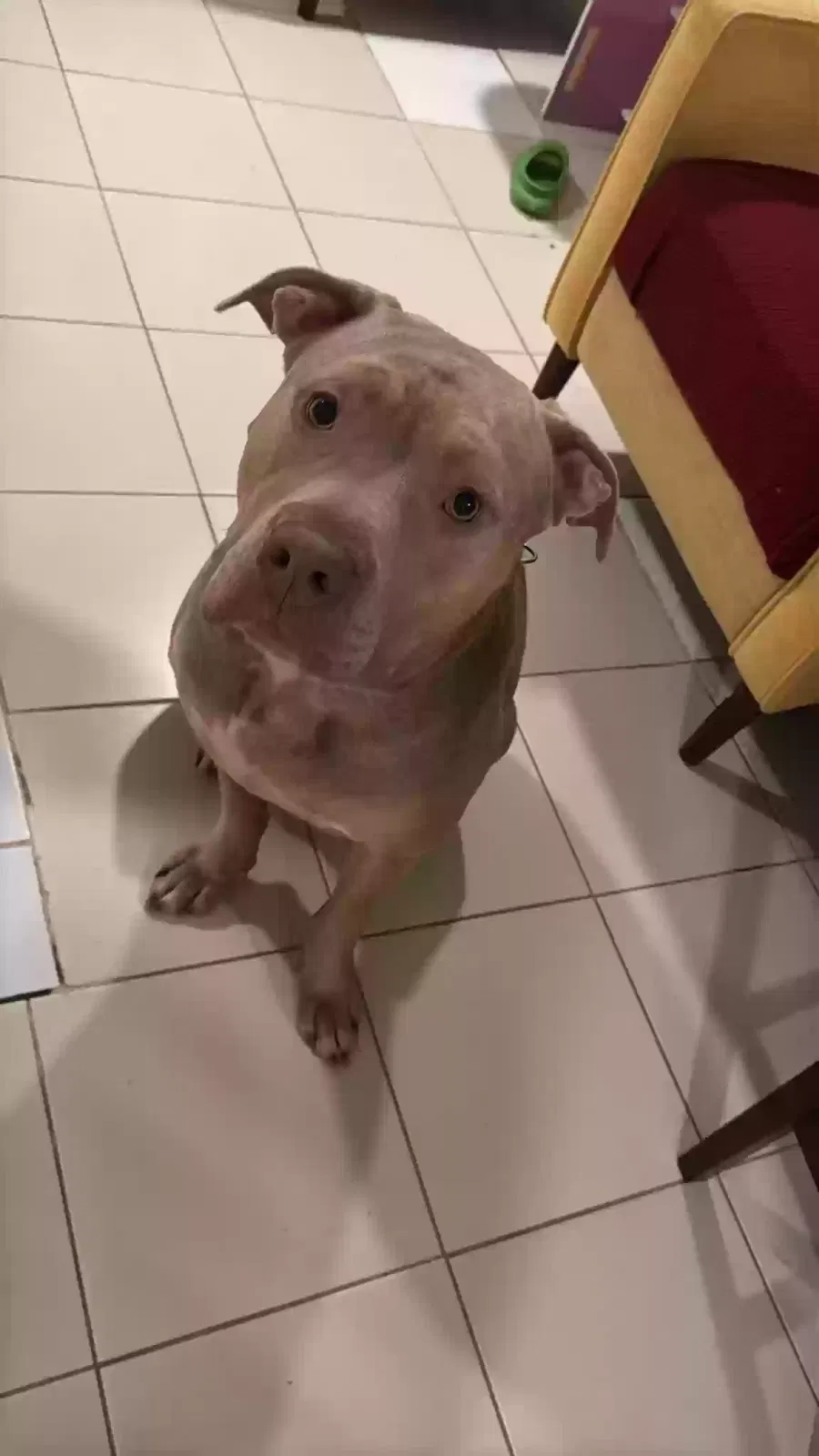 Found dog in Brooklyn, NY, 11221