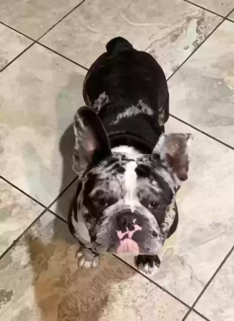 Lost dog in Inglewood, CA, 90302