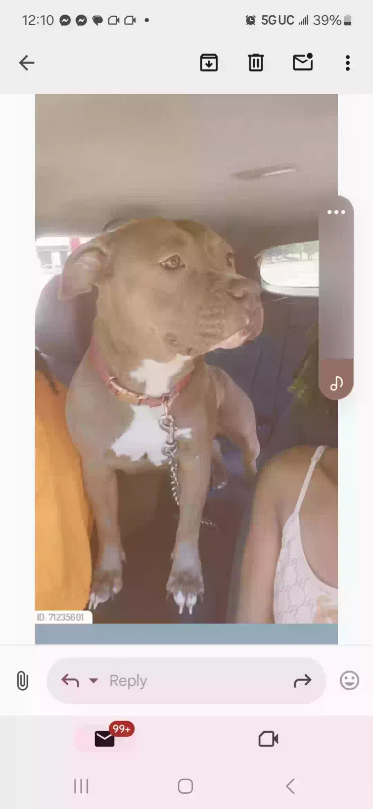 Lost dog in Winston Salem, NC, 27107