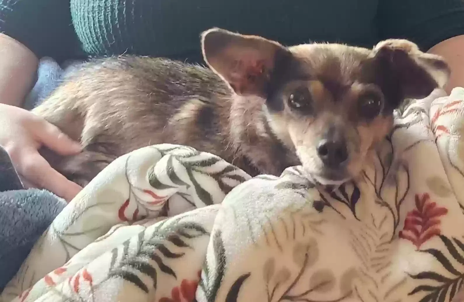 Lost dog in Bardstown, KY, 40004