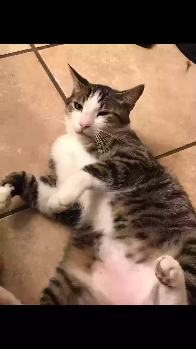 Lost cat in Vista, CA, 92083