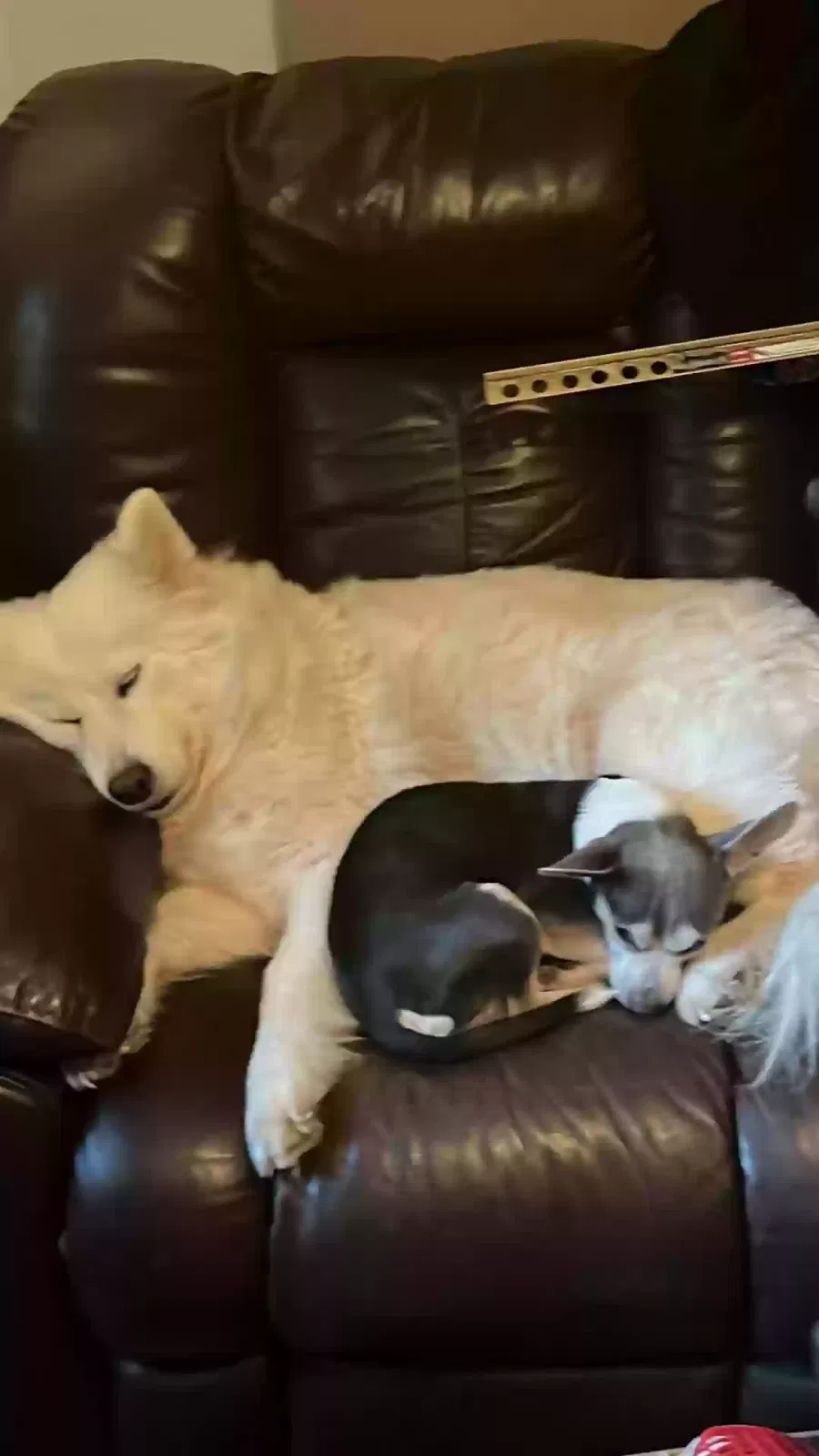 Lost dog in Oklahoma City, OK, 73117