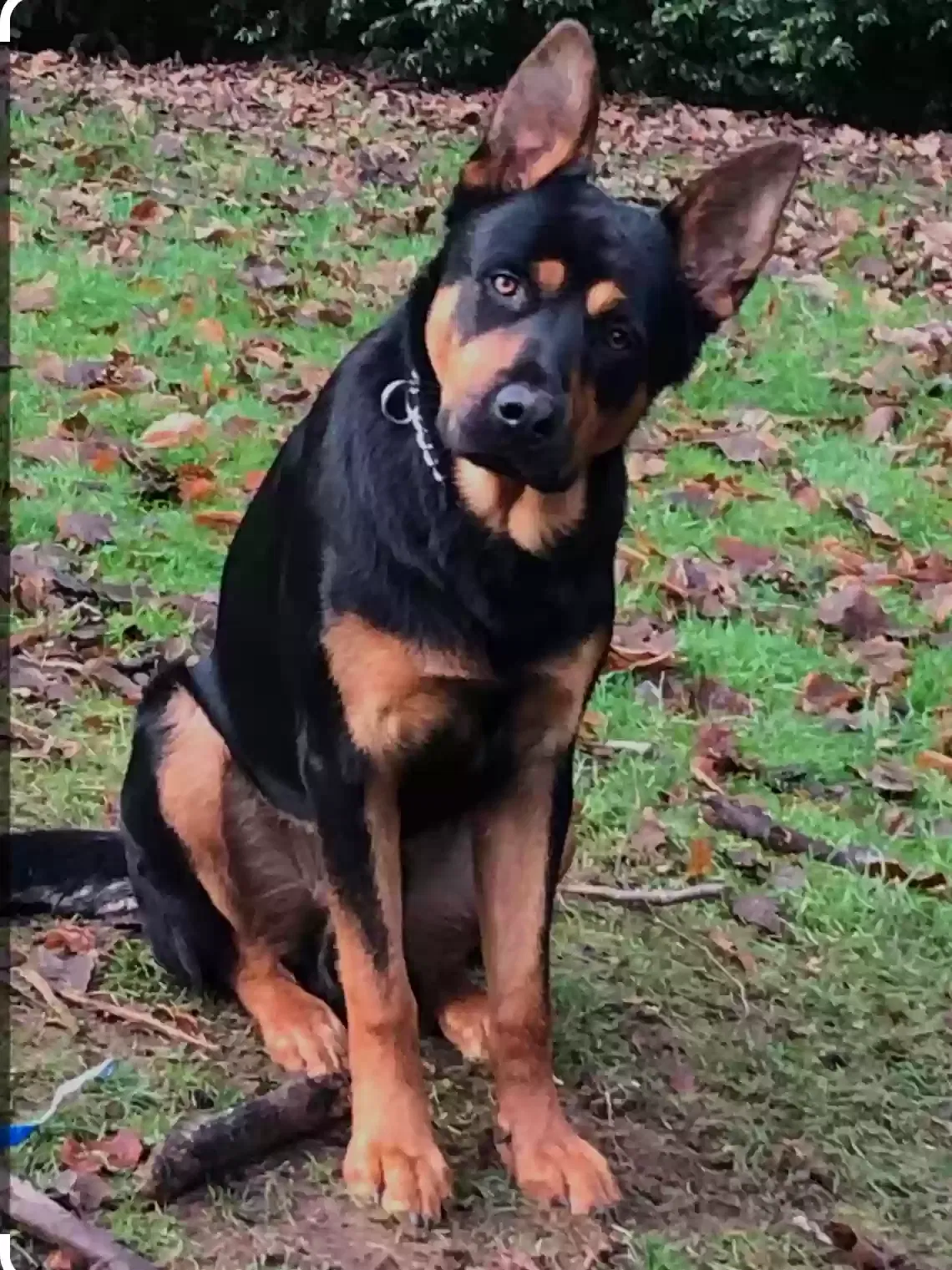 Lost dog in Oklahoma City, OK, 73117