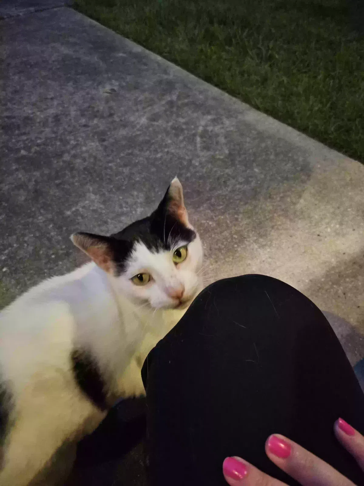 Lost cat in Petal, MS, 39465