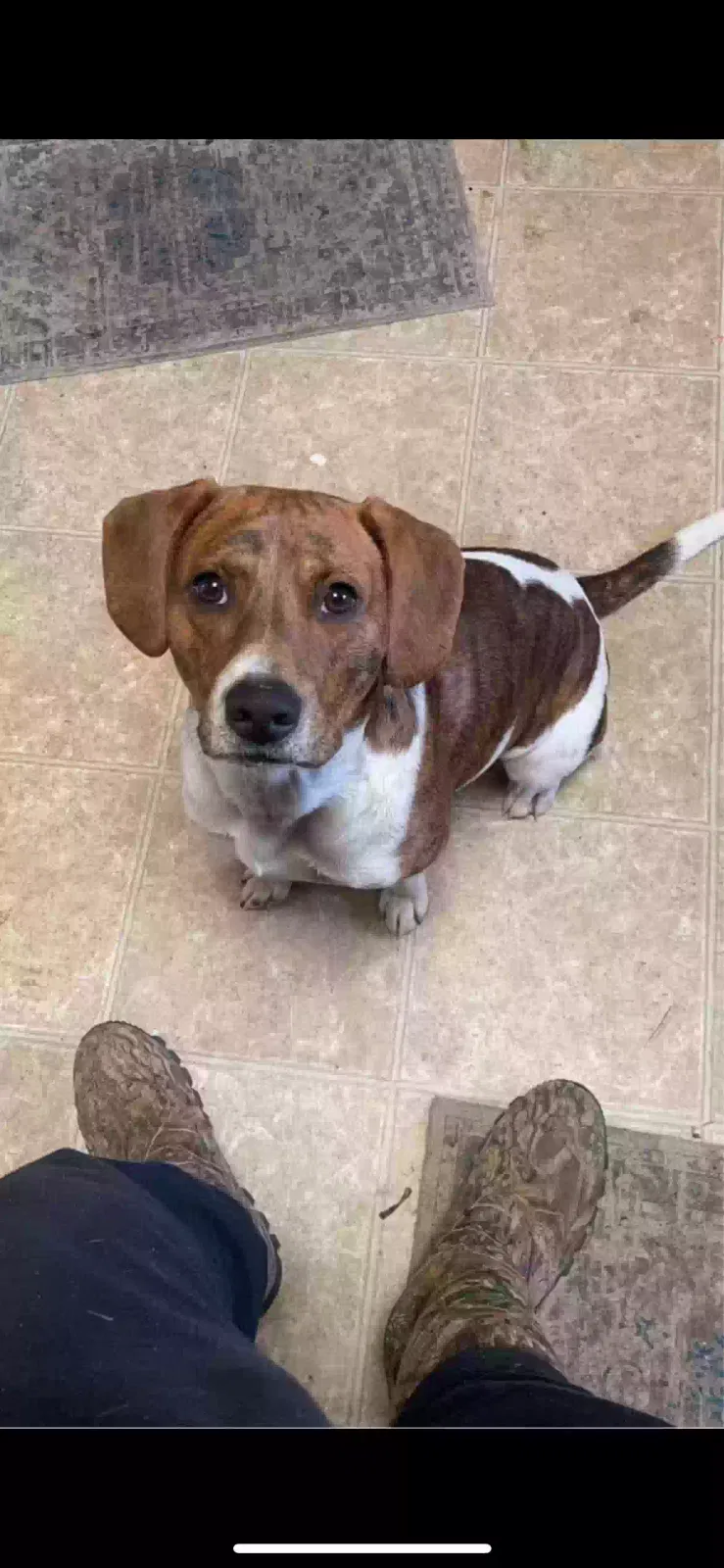 Lost dog in Browns Summit, NC, 27214