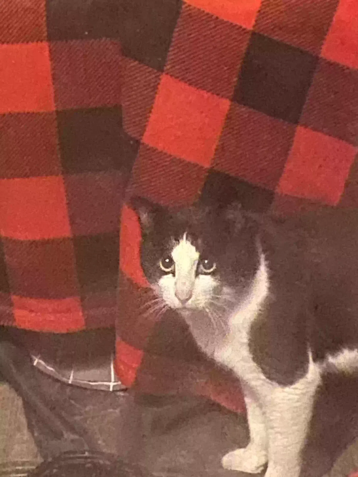 Found cat in Livingston, TX, 77351