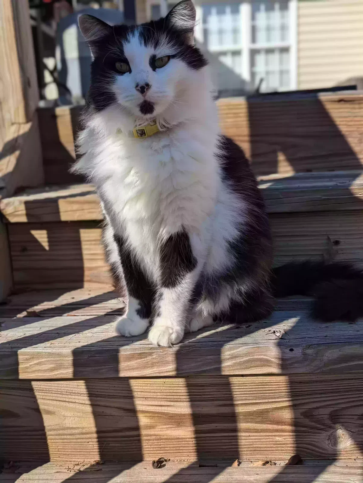 Lost cat in Seneca, SC, 29678