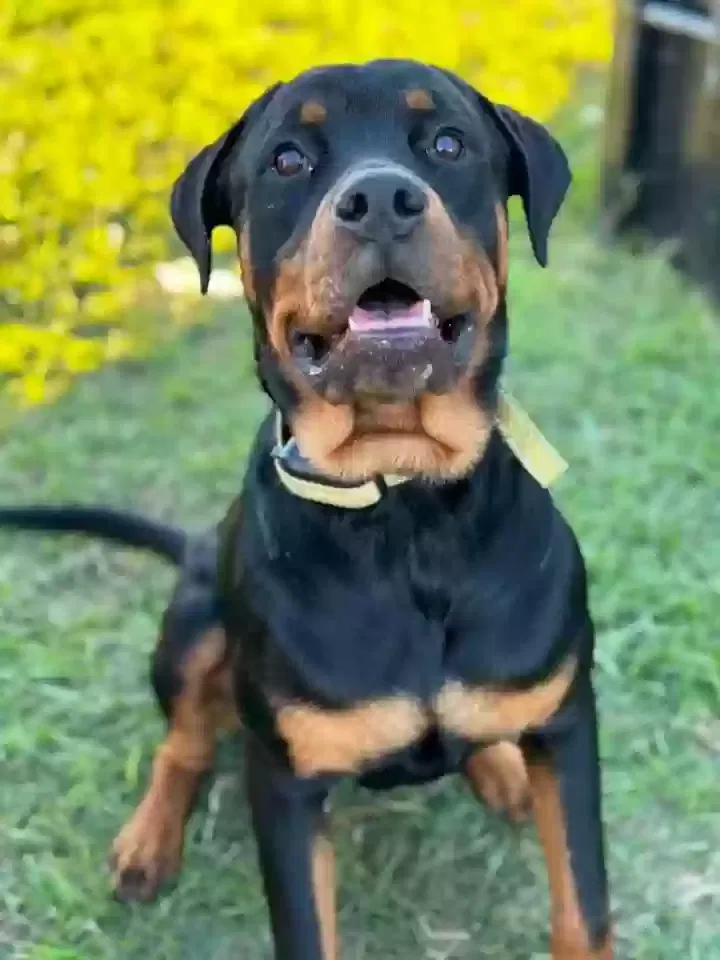 Lost dog in Beaumont, TX, 77705