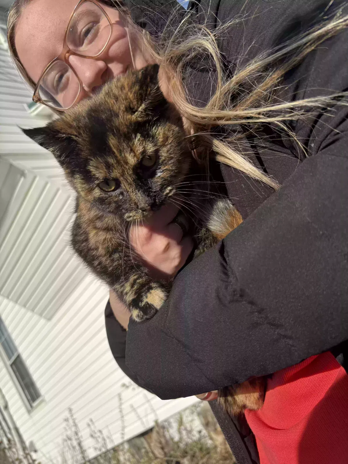 Lost cat in Alexandria, VA, 22301
